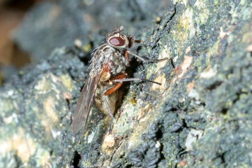 Phaonia tuguriorum